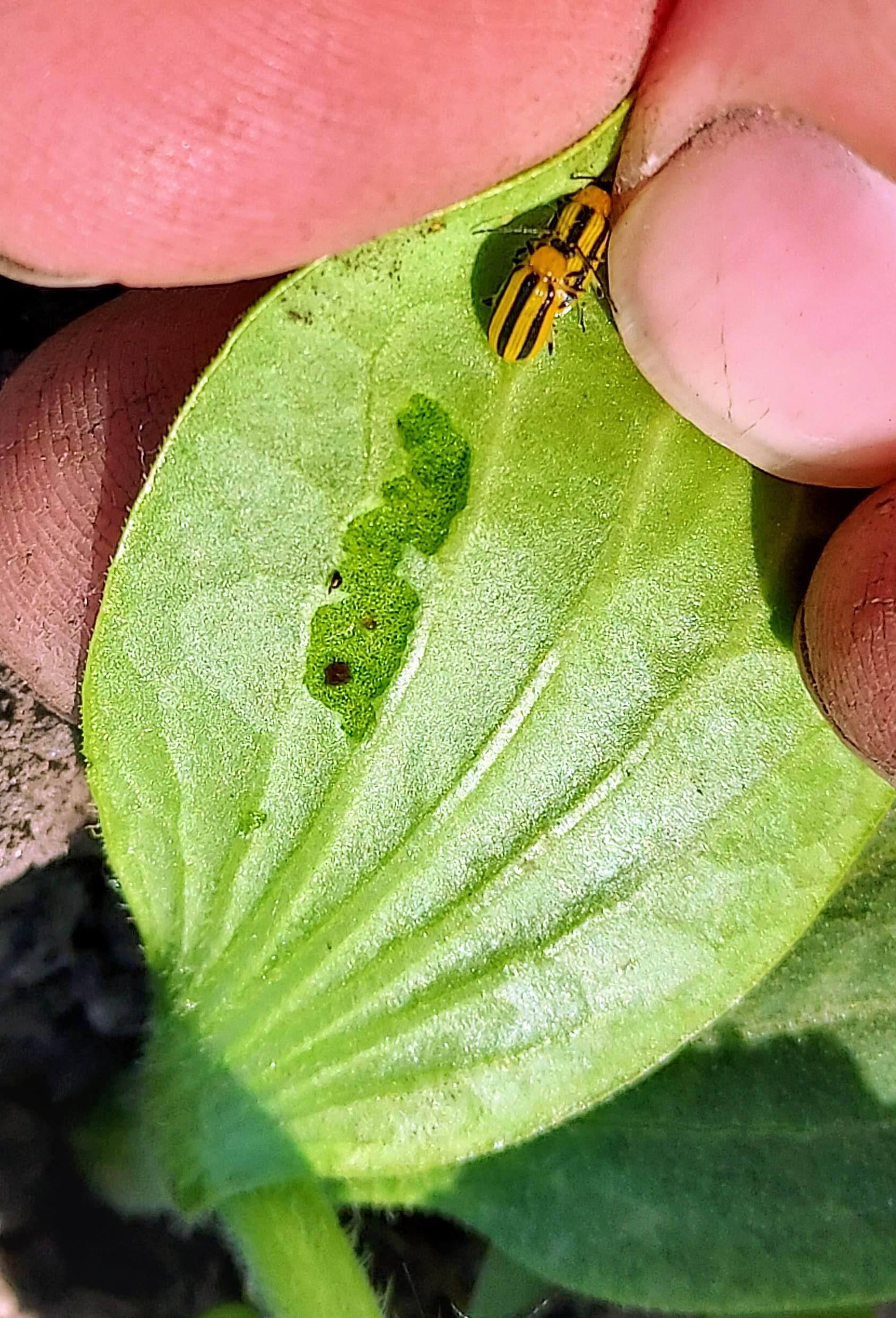 Cucumber beetles and frass.